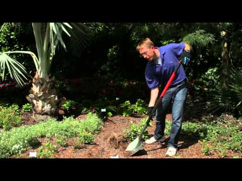 how to replant a hibiscus