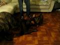 videos de fall 362.avi
