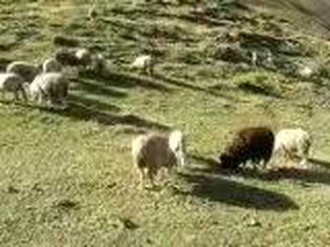 silance of the lambs