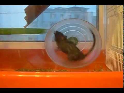 Видео 'Мышь бегает в колесе'