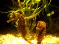 NYC Aquarium- Magical Majestic Sea Horse