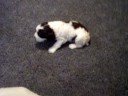 Springer Puppy # 4