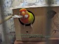 Agapornis: Luciano fazendo ninho - Luciano making a nest (1)
