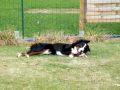 DAIKA dans le jardin