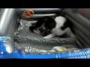 English Shepherd Birth Part 2