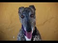 Galgos from the Refugio San Anton-Villamartin need our Help Galgos from the Refugio San Anton-Villamartin need our Help