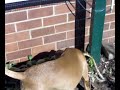 Hunting Lizards