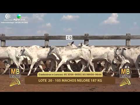 515� LEIL�O VIRTUAL MB LEIL�ES