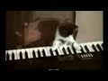Приколы с кошаками - Видео приколы