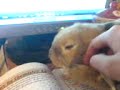 Making Pudding sleep Making Pudding sleep
