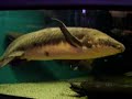 Australian lungfish