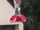 The Hummingbird The Hummingbird