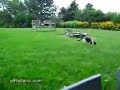 A los gatos también les gusta asustar
