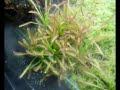ArcadiA - carnivorous terrarium II