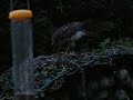 Sparrowhawk eating Sparrow 2