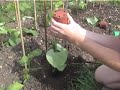 Planting out your runner beans - Claire\