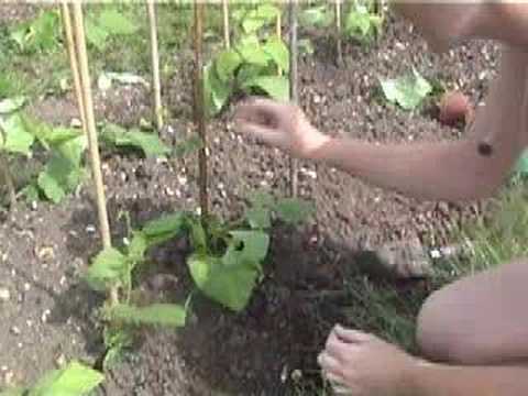 how to fertilize white half runners