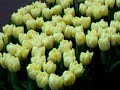 Greetings and flowers from Holland Greetings and flowers from Holland