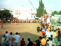toros en el batan caceres