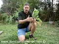 The Turnip is your friend The Turnip is your friend