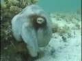 Cameleon Octopus  ( unbelievable )