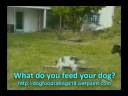 Funny Dogs and Doggies Compelation Funny Dogs and Doggies Compelation