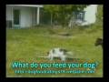 videos de Funny Dogs and Doggies Compelation