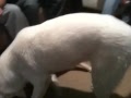 Duke and Ford playing