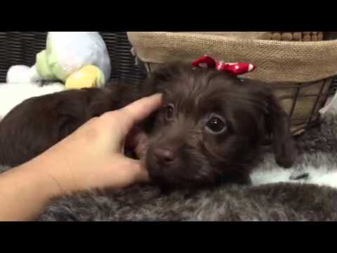 Chocolate, little Mini Labradoodle!!