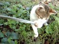Il Mio Micio!!