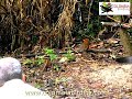 Chestnut-crowned Antpitta - Grallaria ruficapilla (feeding-alimentacion) - www.colombiabirding.com