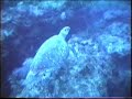 diving on juno ball reef florida