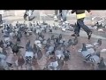 videos de Palomas Volando