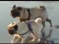 Frodo and Tango go to the Beach