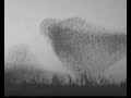 Loits-Valge n�gu