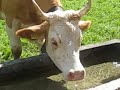 Switzerland Cows, Schweiz Kühe