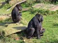Gorilla baby apenheul 15 okt 2007