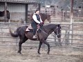 Copy Classic, in the round pen. It is...