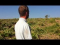 Vendimia en Toro, Pago La Jara, finca los Cantos