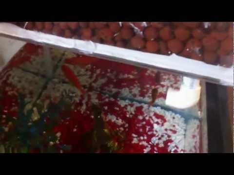 Indoor Aquaponics System