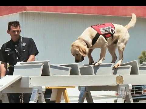 how to train guide dogs