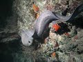 Moray Eel At Cocoa Thila In The Maldives