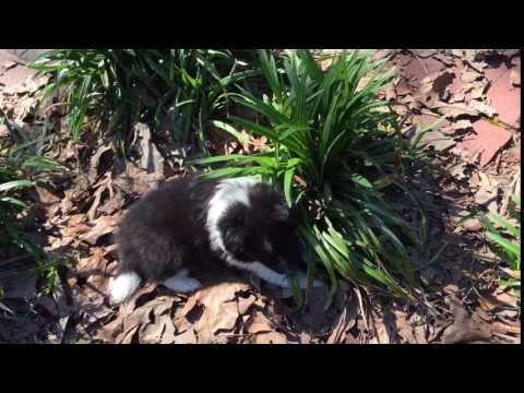 AKC Bi black Sheltie female