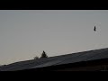 Ravens Harrassing Hawk