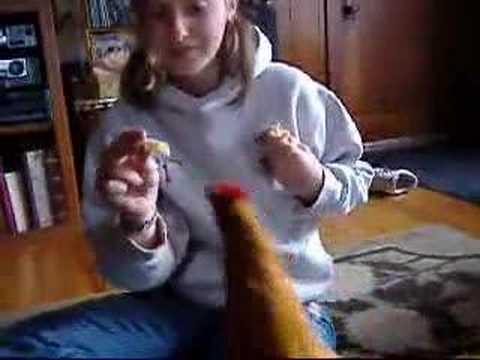kumquat eating spaghetti
