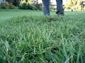 Grass Blister!!! #1 Grass Blister!!! #1