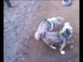 videos de timber wolves backwards