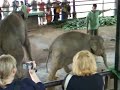 pinnawela-elephant-orphanage-sri-lanka.html