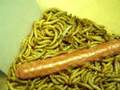 wurstfresser