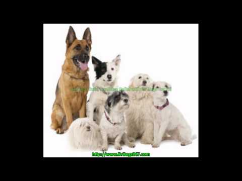 how to eliminate ear mites in dogs